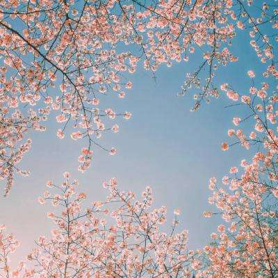 小师妹360版下载